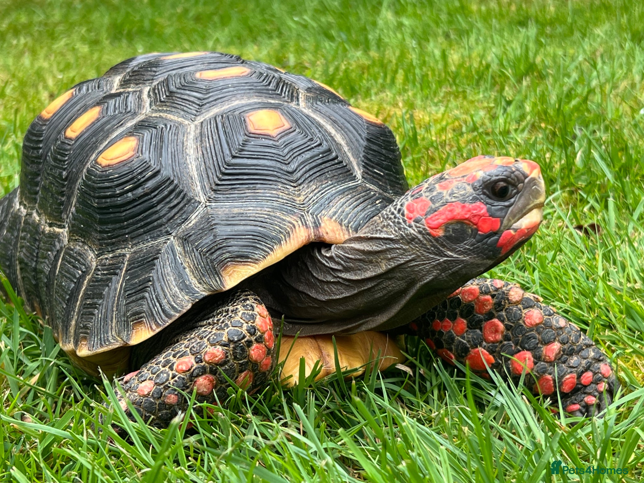 Tortoise reptiles Red footed tortoise for sale.  - Advert 1