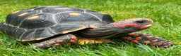 Tortoise reptiles for sale: Red footed tortoise for sale.  - Advert 1