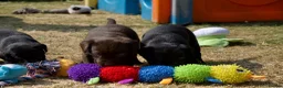Labrador Retriever dogs for sale: Quality Labrador pups. Health tested parents - Advert 8