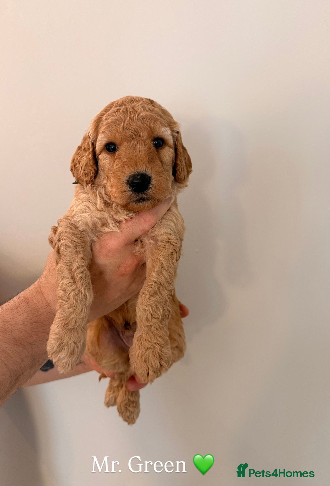 Australian Labradoodle dogs 🌟 Australian Labradoodle Puppies  🌟 - Advert 1