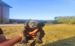 Labrador Retriever dogs for sale: Labrador puppies KC reg  - Image 12