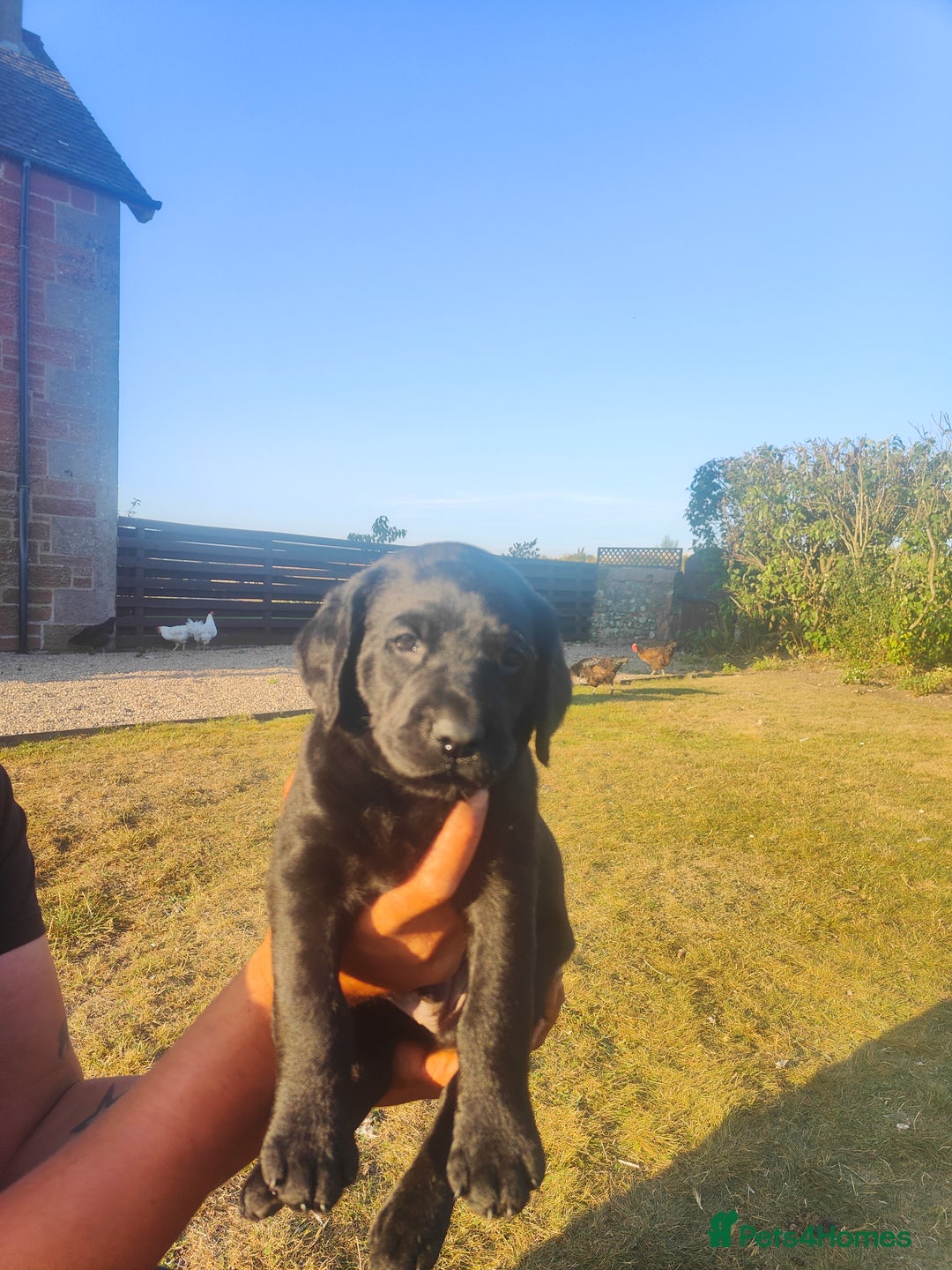 Labrador Retriever dogs for sale: Labrador puppies KC reg  - Image 12