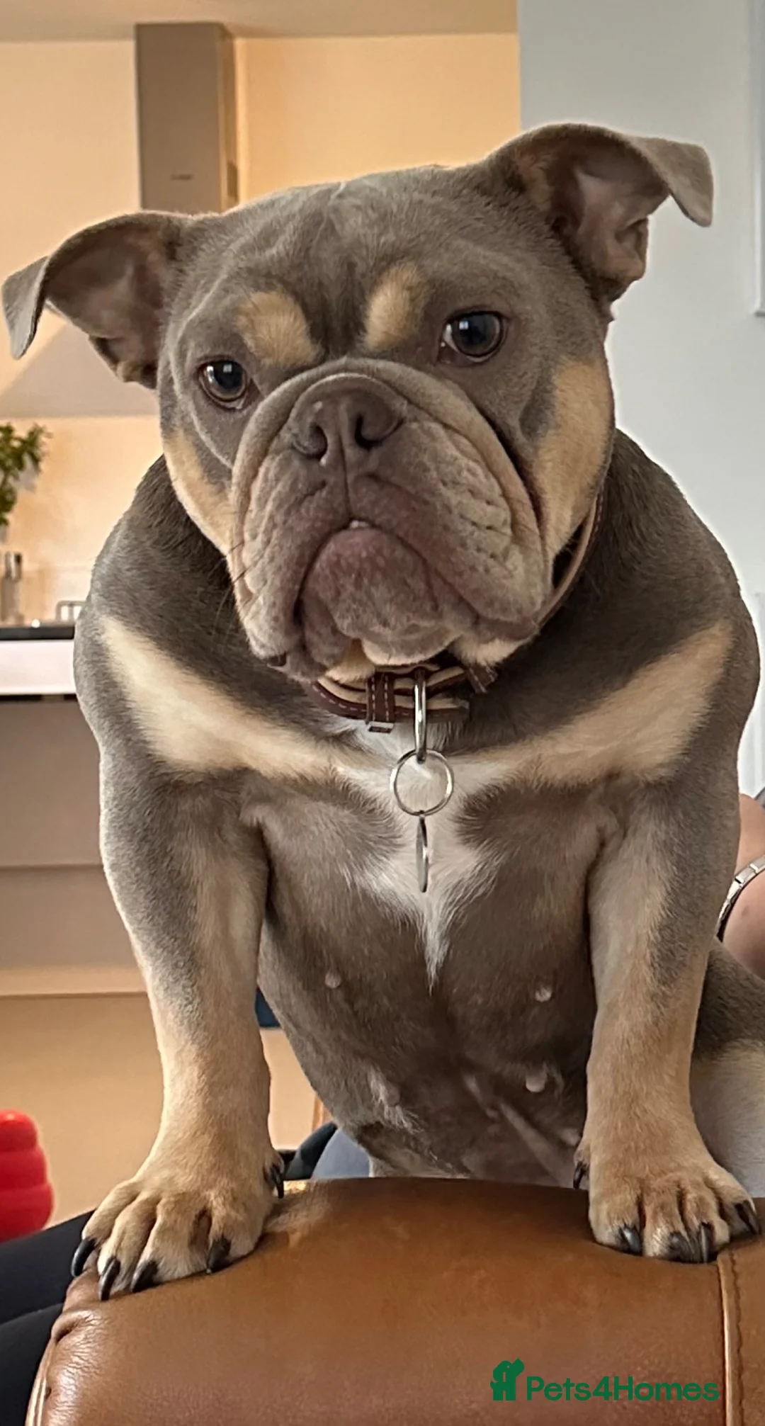 English Bulldog dogs for sale: Exceptional Companion in Northampton - Advert 1