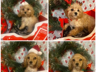 Cavapoo dogs DNA clear F1 cavapoo including BVA heart/eyes - Advert 16