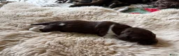 German Shorthaired Pointer dogs for sale: Litter of nine family raised GSPs  - Advert 28