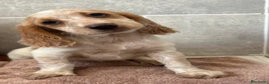 Cocker Spaniel 1