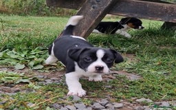 Jack Russell dogs for sale: Jack Russell Pups REDUCED - Image 31