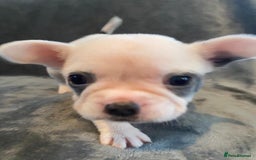 French Bulldog dogs for sale: 7 frenchies £500 to £800 each - Image 16