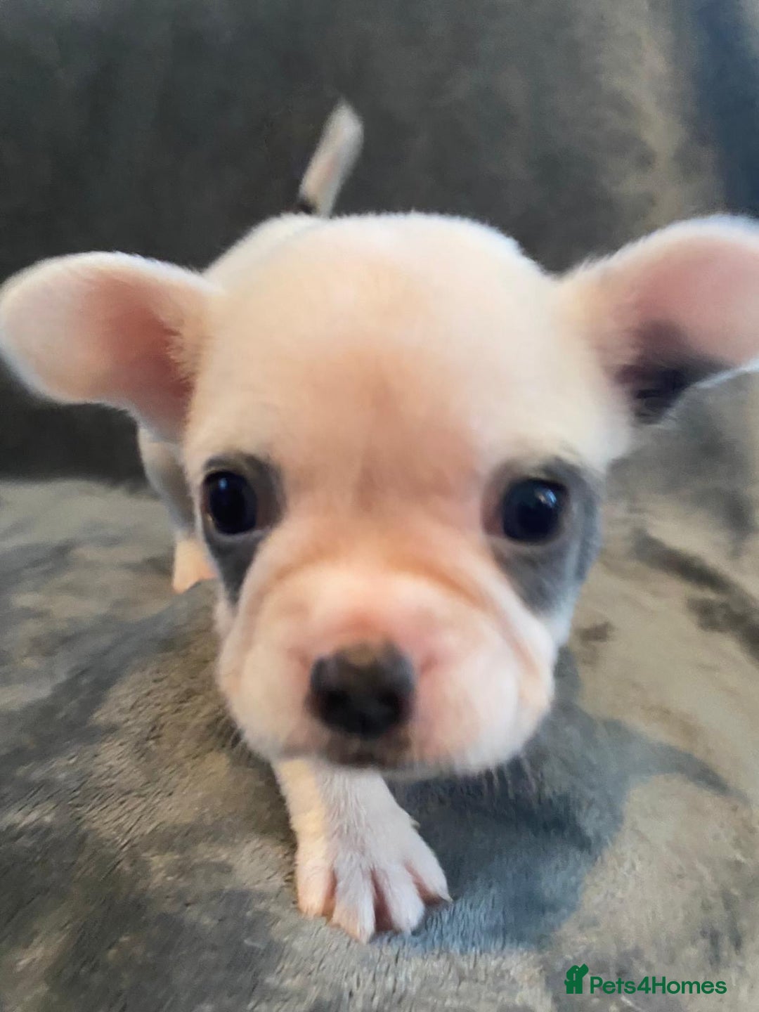 French Bulldog dogs for sale: 7 frenchies £500 to £800 each - Image 16