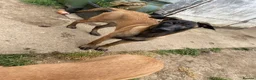 Belgian Shepherd Dog dogs for sale: Belgian Malinois pups  - Advert 16