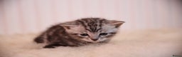 Bengal cats for sale: Adorable Snow / Charcoal Bengal kittens for sale - Advert 15