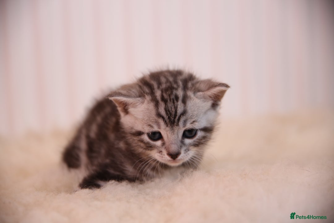 Bengal cats for sale: Adorable Snow / Charcoal Bengal kittens for sale - Advert 15