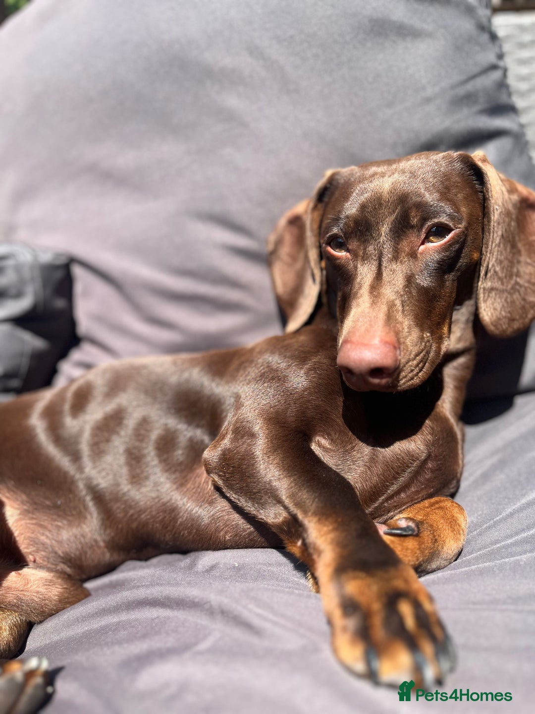 Miniature Dachshund dogs for stud: Miniature dachshund stud  - Advert 2