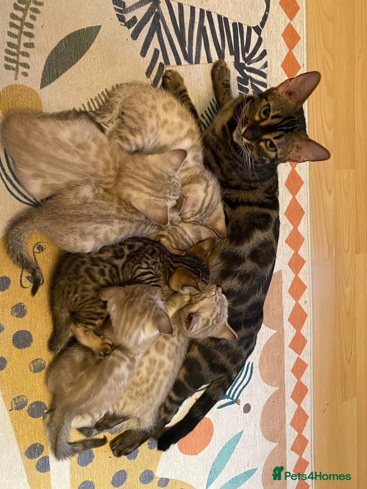 Bengal cats TICA registered Bengals  - Advert 7