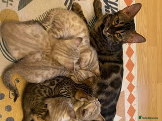 Bengal cats TICA registered Bengals - Advert 7