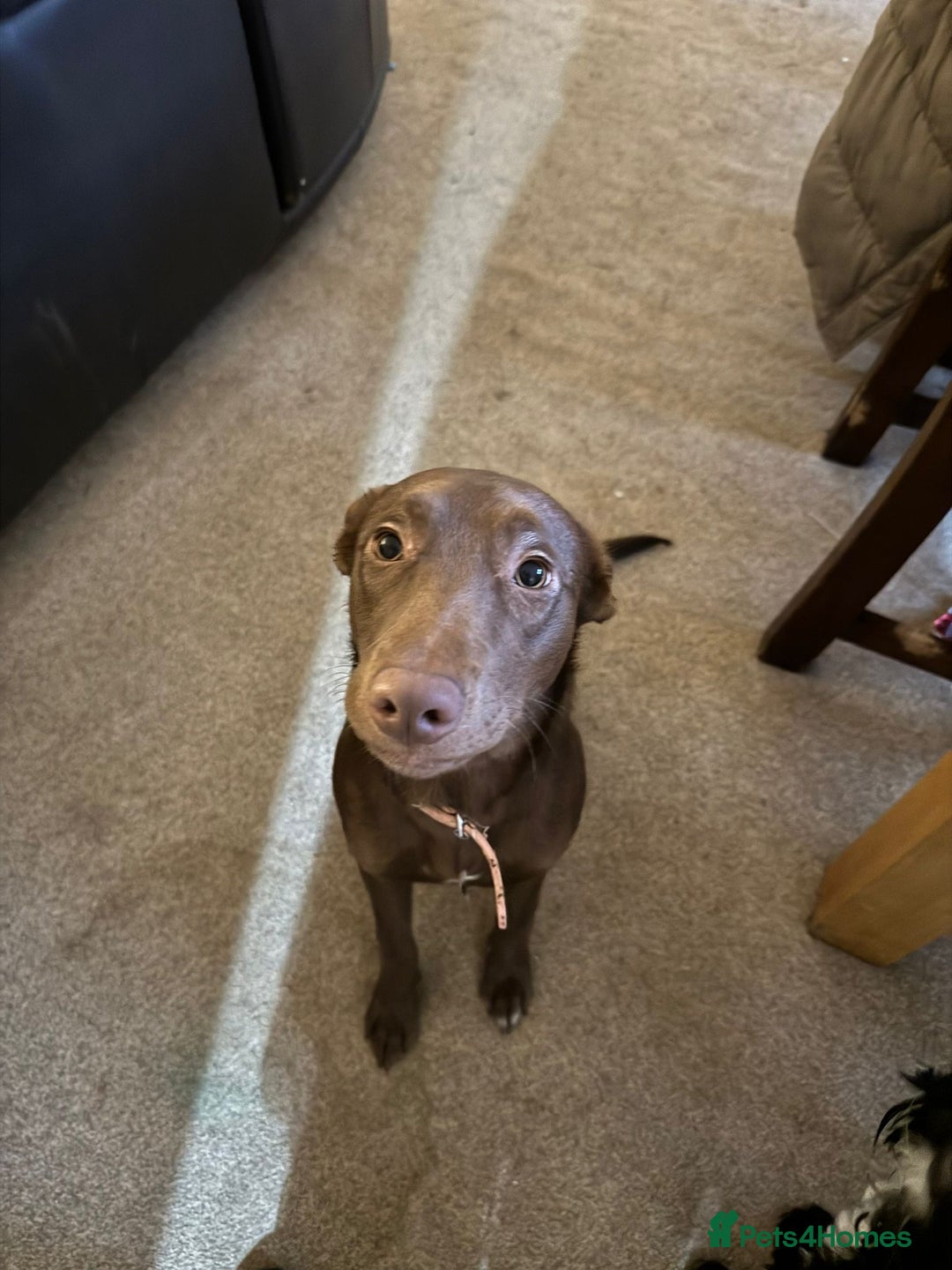 Borador dogs for sale: 7 month old puppy for sale  - Advert 6