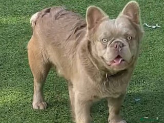 French Bulldog dogs in Carlisle - Advert 3
