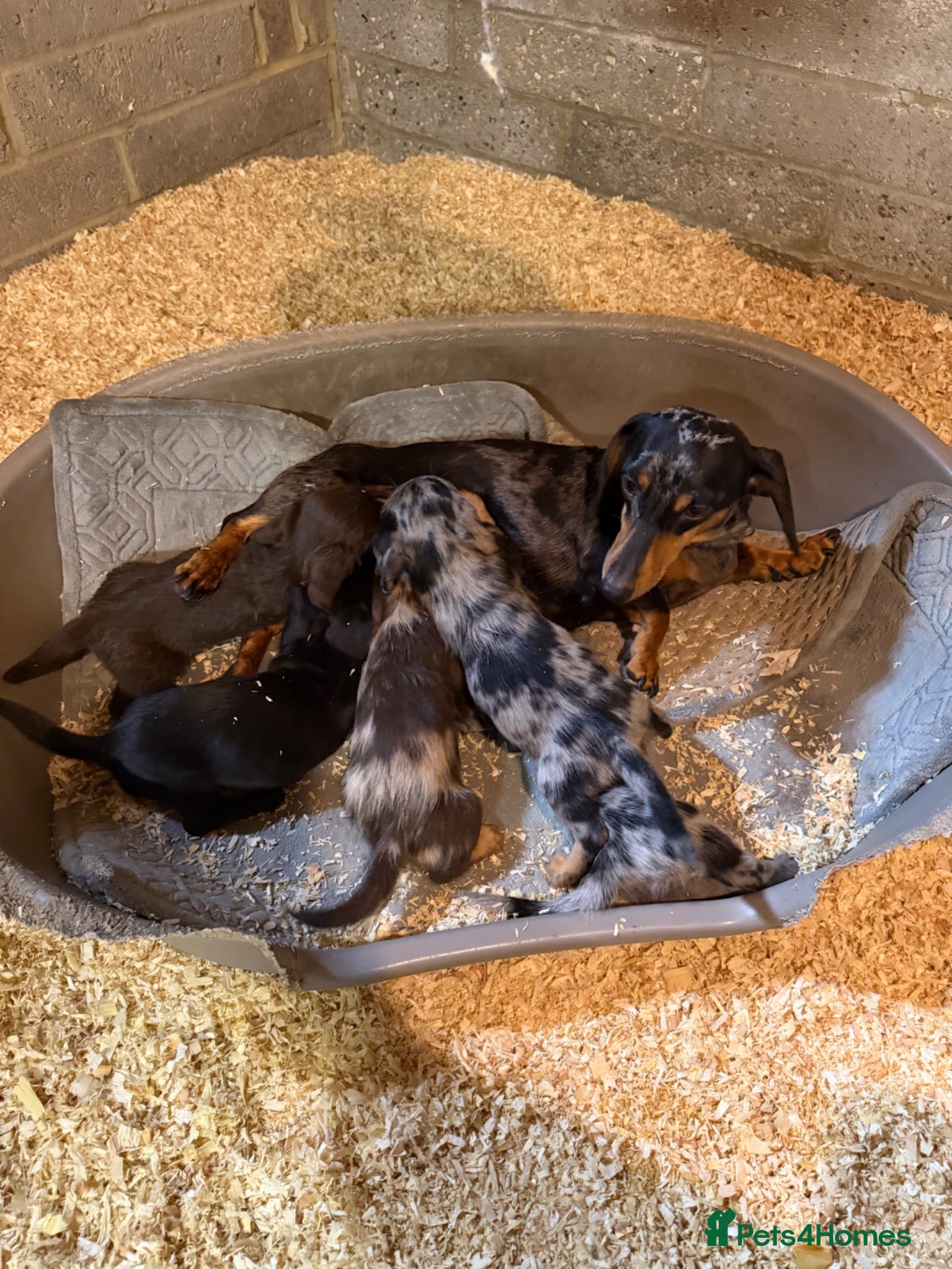Doxiepoo dogs for sale: Doxipoo puppies - Advert 1