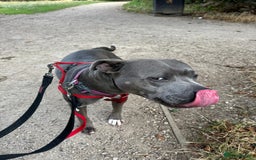 Staffordshire Bull Terrier dogs for sale: Freya the staffie  - Image 4