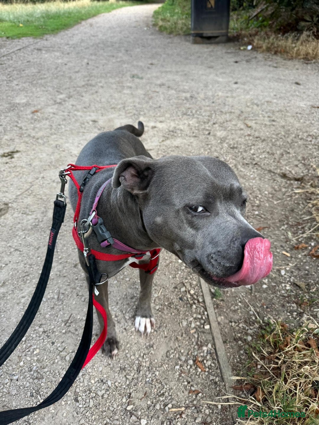 Staffordshire Bull Terrier dogs for sale: Freya the staffie  - Image 4