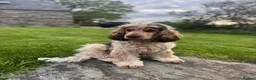 Cocker Spaniel dogs for stud: Orange Roan KC reg Show Cocker Spaniel Stud - Advert 18