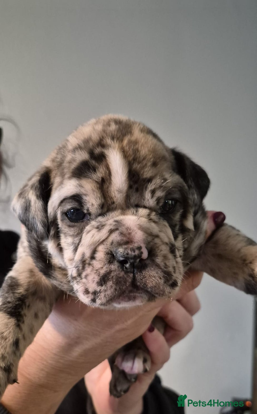 Olde English Bulldogge dogs for sale: Olde English bulldogge puppys - Advert 16