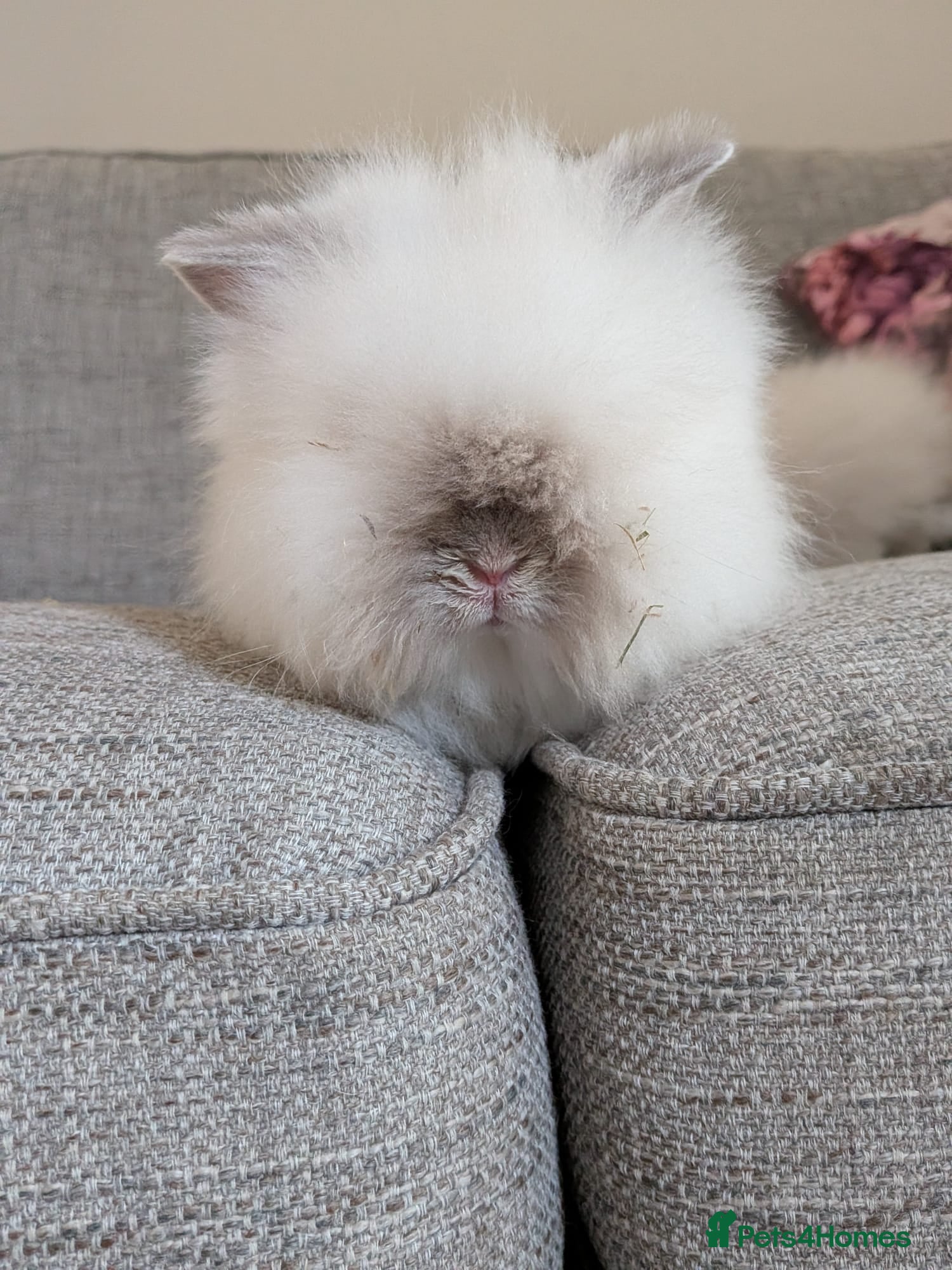 Lionhead rabbits for sale: Beautiful lion head bunnies for sale in Wolverhampton - Advert 2