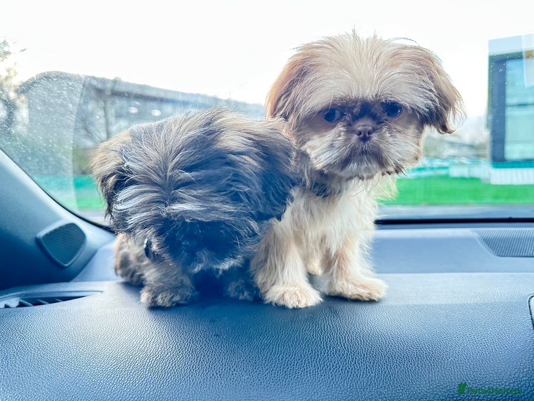 Shih Tzu dogs for sale: 2 x  Imperial Shihtzu - Advert 9