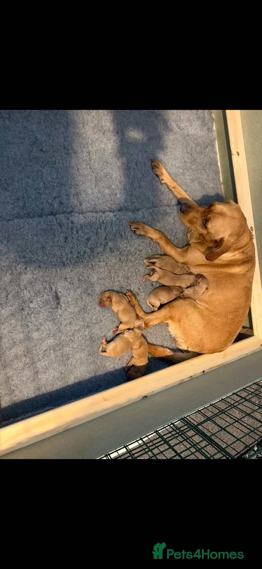 Labrador Retriever dogs for sale: Fox red Labrador puppies  - Advert 9