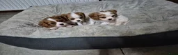 Cavalier King Charles Spaniel dogs for sale: Home bred Cavalier King Charles spaniel puppies - Advert 16