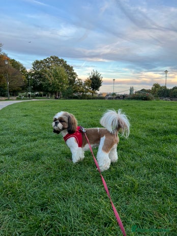 Shih Tzu dogs in London - Advert 1