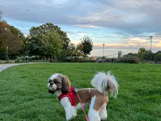 Shih Tzu dogs Benji - Proven Pedigree Shih Tzu for Stud in London - Advert 3