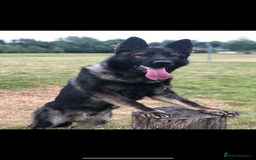 German Shepherd dogs for stud: DDR GERMAN SHEPHERD UP FOR STUD!! - Image 5