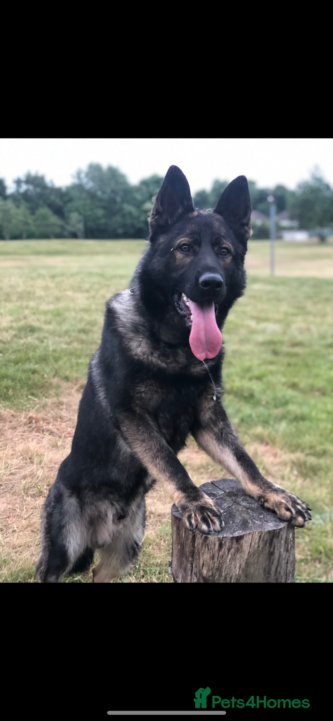 German Shepherd dogs for stud: DDR GERMAN SHEPHERD UP FOR STUD!! - Image 5