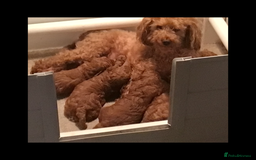 Toy Poodle dogs for sale: Toy red pups - Image 1