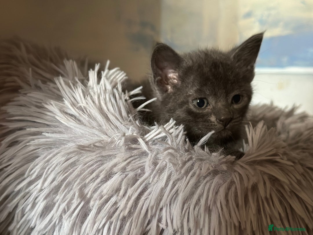Domestic Shorthair cats for sale: Cute kittens in Dagenham - Image 15