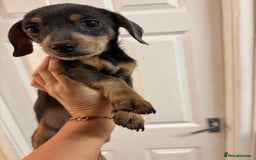 Mixed Breed dogs for sale: 5 beautiful chiweenies  - Advert 7