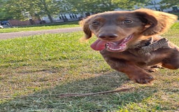 Miniature Dachshund dogs for sale: Loving Dachshund Looking for His Forever Home 🐾 - Image 2