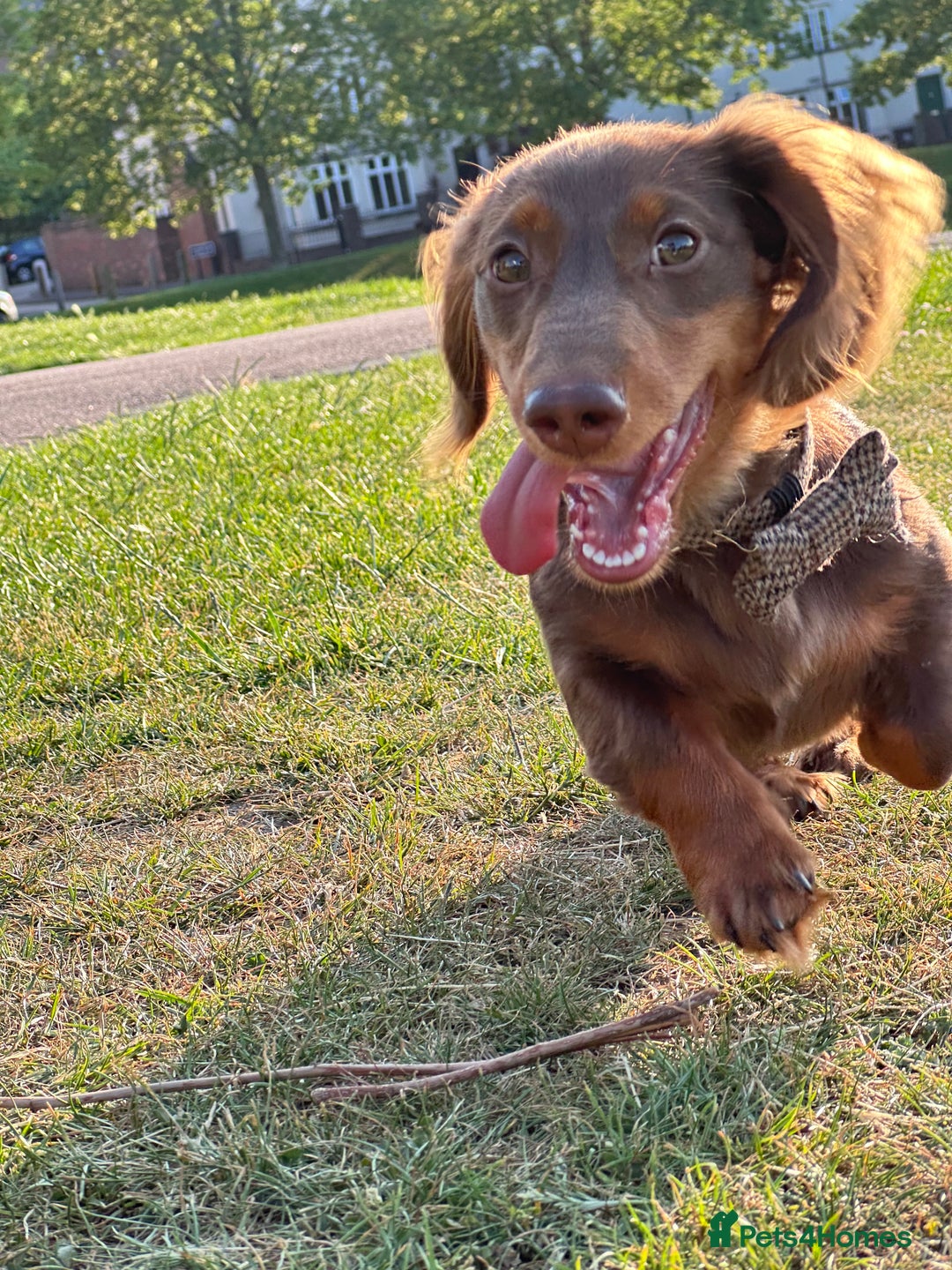 Miniature Dachshund dogs for sale: Loving Dachshund Looking for His Forever Home 🐾 - Image 2