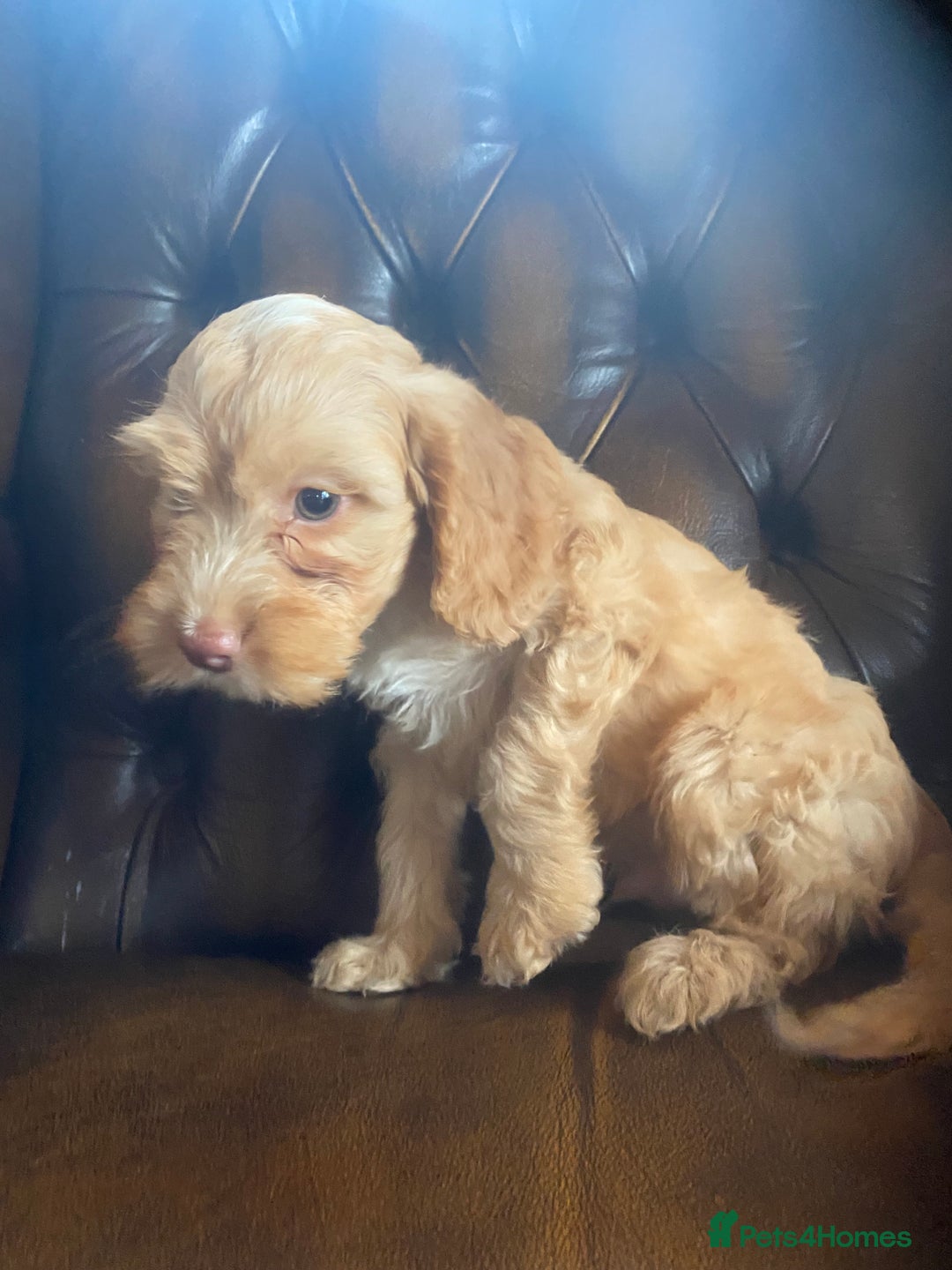 Cockapoo dogs for sale: Cockapoos  - Image 7