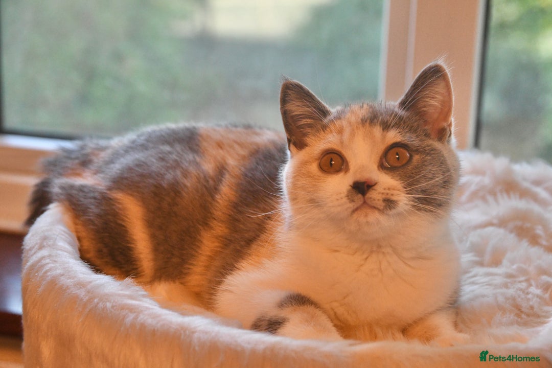 British Shorthair cats for sale: Beautiful blue tortie & white ready now  - Image 4