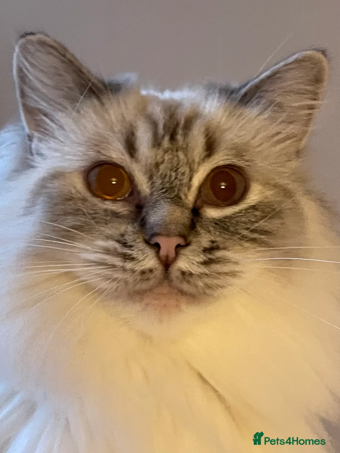 Ragdoll cats for sale:  Retiring now  - Advert 10