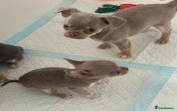 Chihuahua dogs for sale: Stunning chihuahua puppies  - Image 7