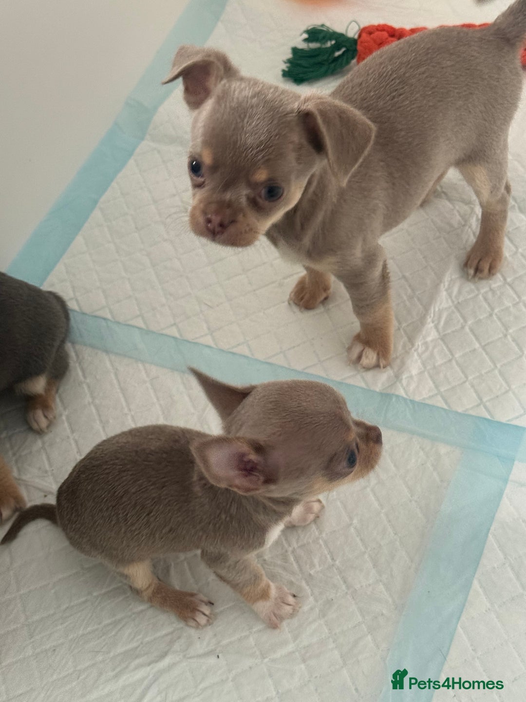 Chihuahua dogs for sale: Stunning chihuahua puppies  - Image 7
