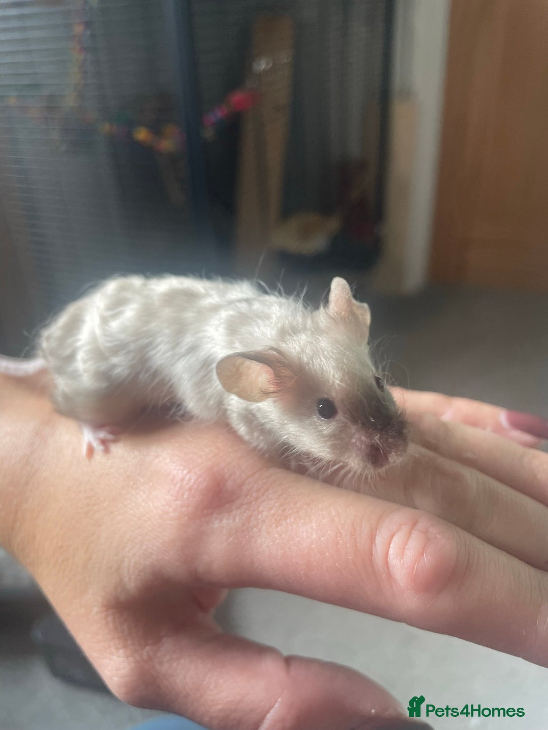 Mouse rodents for sale: 4 MALES LEFT* fancy mice  - Image 6