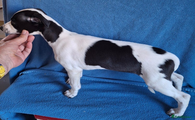 Whippet dogs - Advert 1