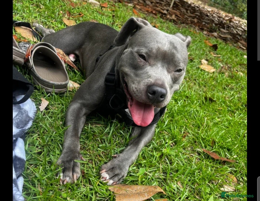 Staffordshire Bull Terrier dogs for sale: Beautiful Blue Staffy Boy  - Advert 2
