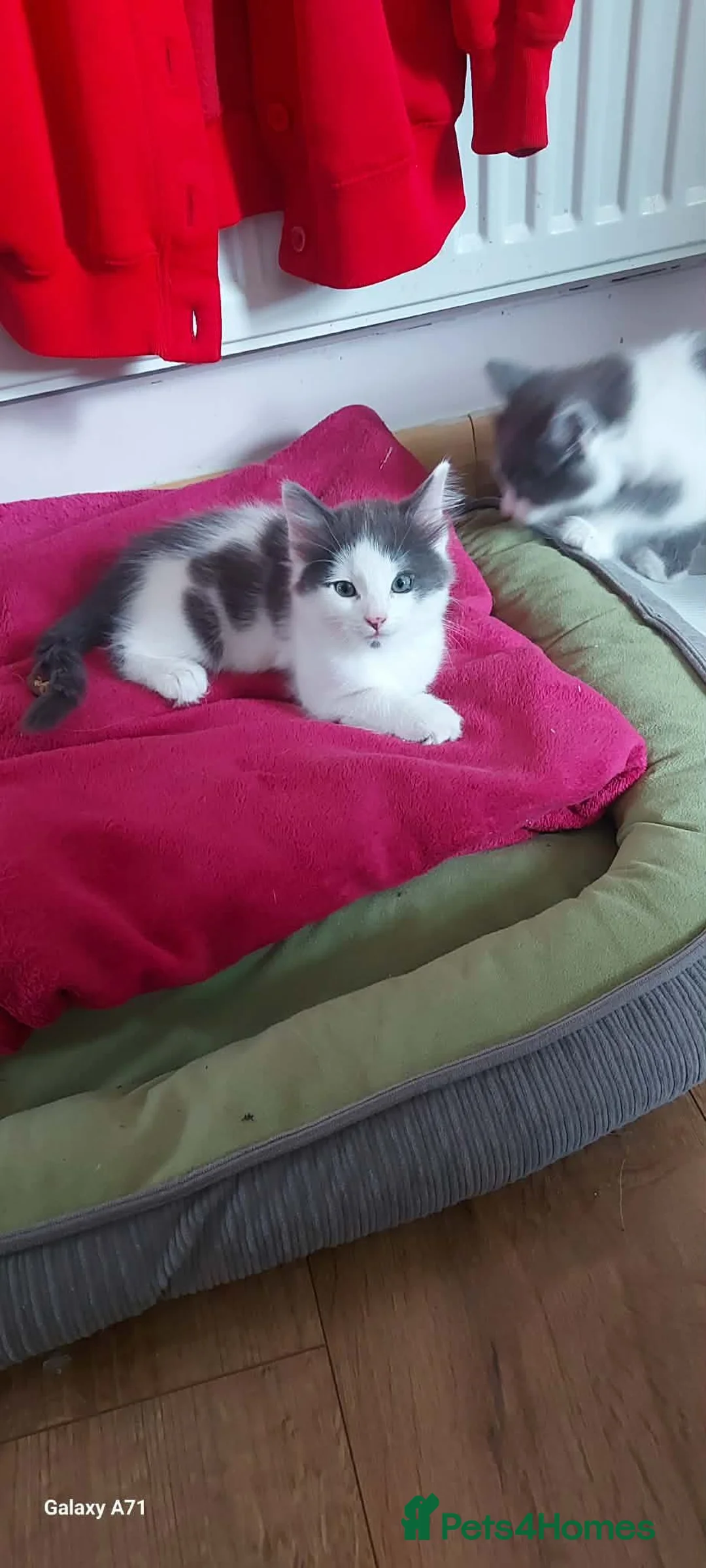 Mixed Breed cats for sale: Kittens for sale - Advert 2