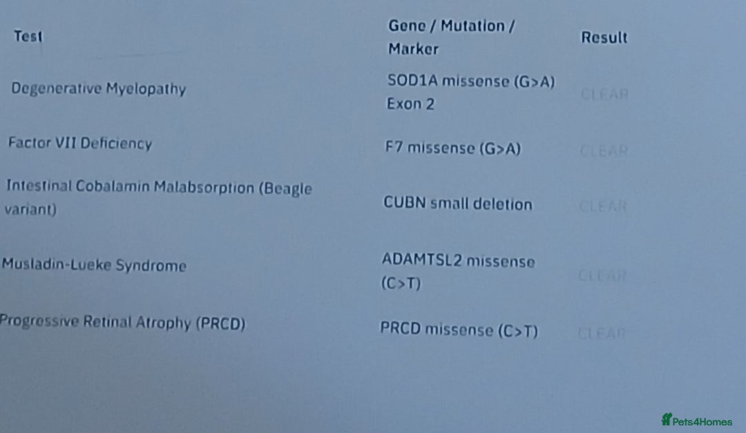 Beagle dogs for stud: STUD PROVEN AND HEALTH TESTED BEAGLE - Advert 5
