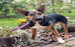 Mixed Breed dogs for adoption: 💙🐶 CONNOR 🐶💙 - Image 15